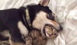 紫狗爆料视频回放