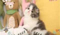 加菲猫 在线观看,欢乐宠物生活的温馨回顾